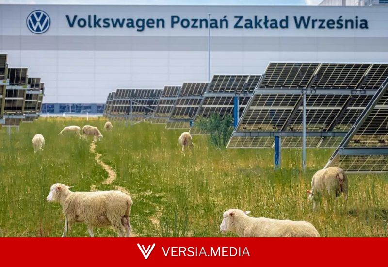 Volkswagen наняла сотню овец для борьбу с растительностью на солнечной ферме