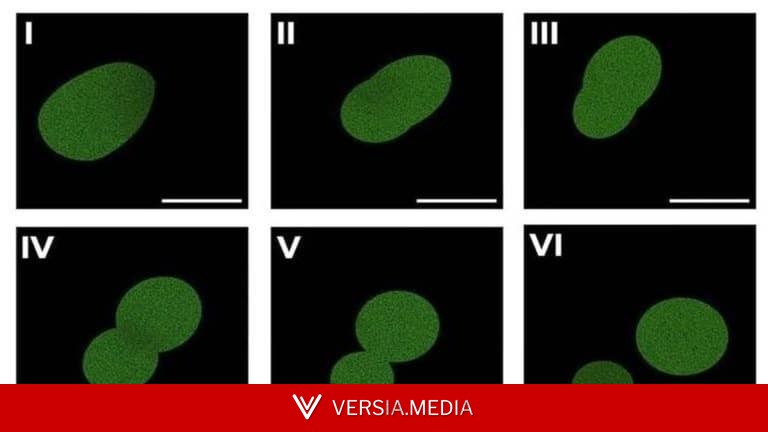 Учёные создали синтетическую клетку, способную пройти полный жизненный цикл — от роста до деления и наследования ДНК